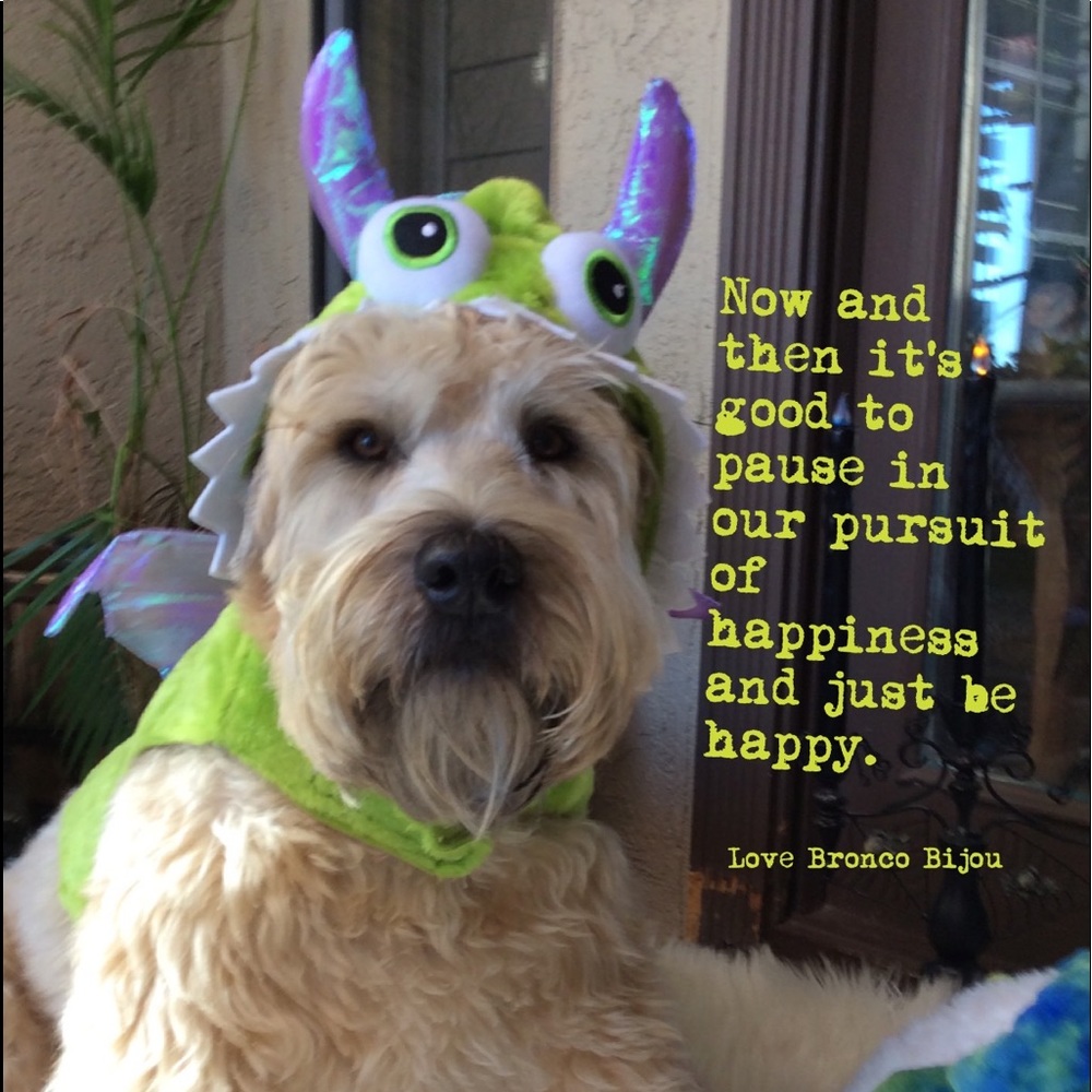 ⭐️Posh Ambassador II ⭐️ - Picture 5 of 16